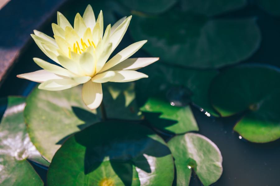 群馬の臨江閣でのロケーション結婚写真
